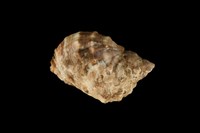 藏品(金唇岩螺)的圖片